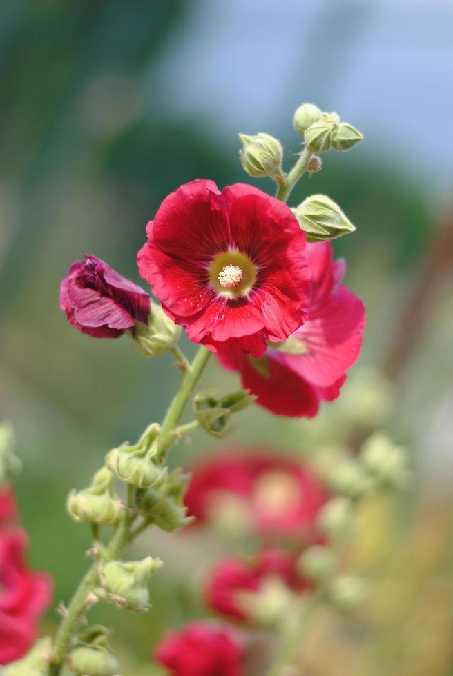 Deep red mallow flower close up photo