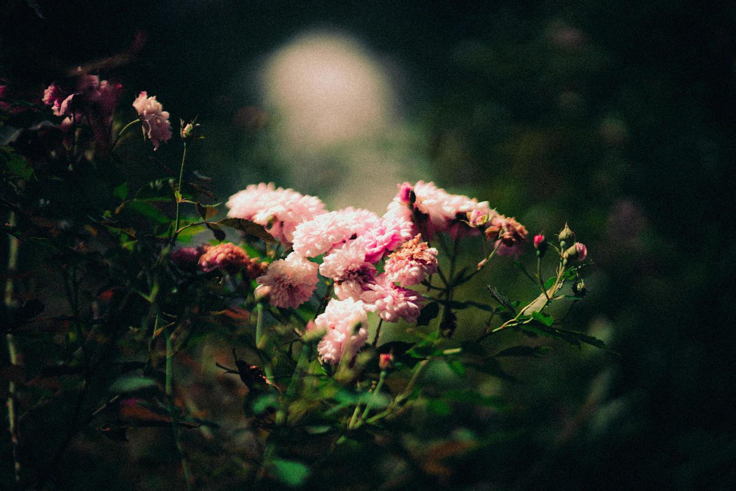 Blooming flower bush photo