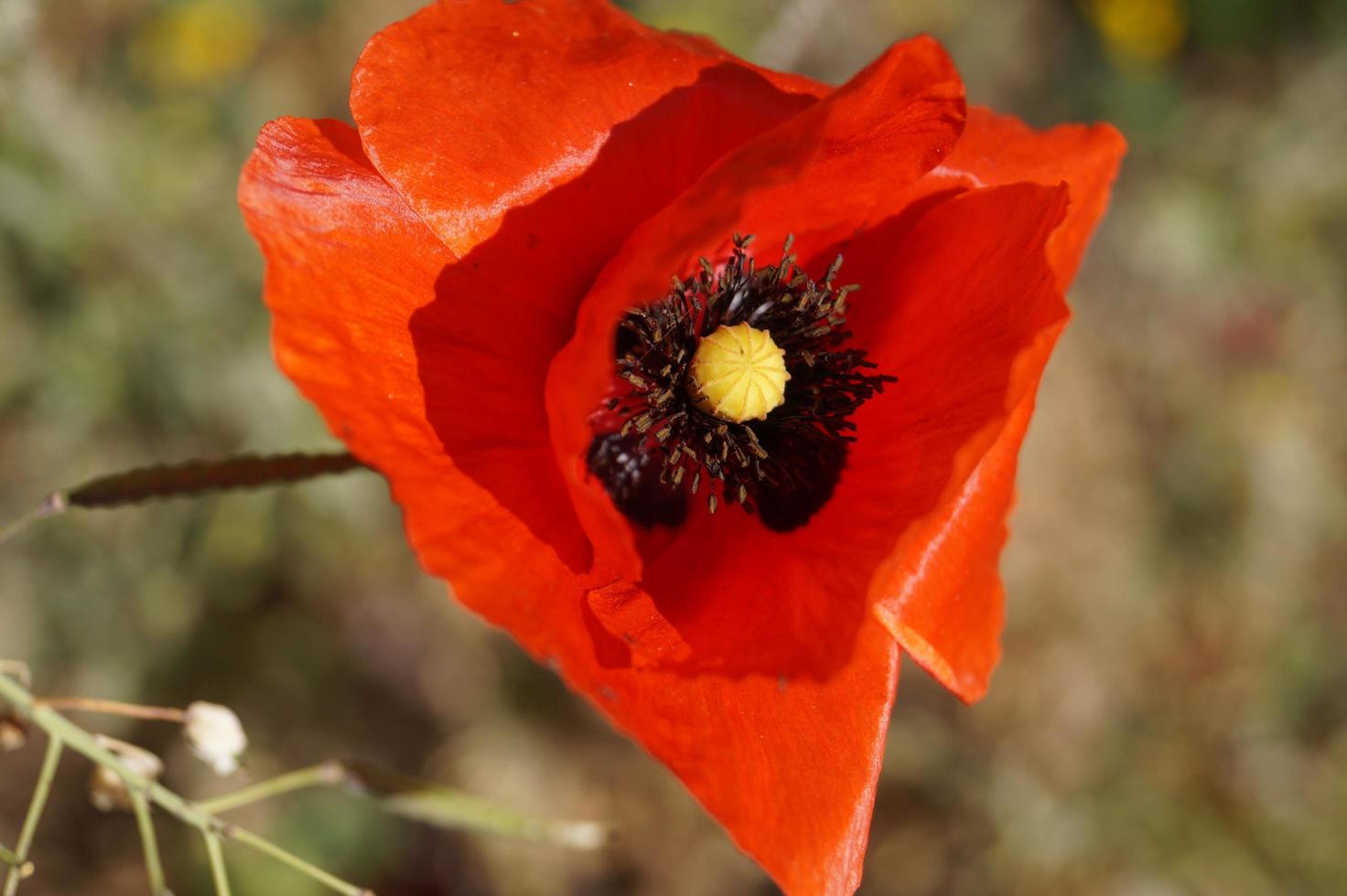 flor de amapola roja foto