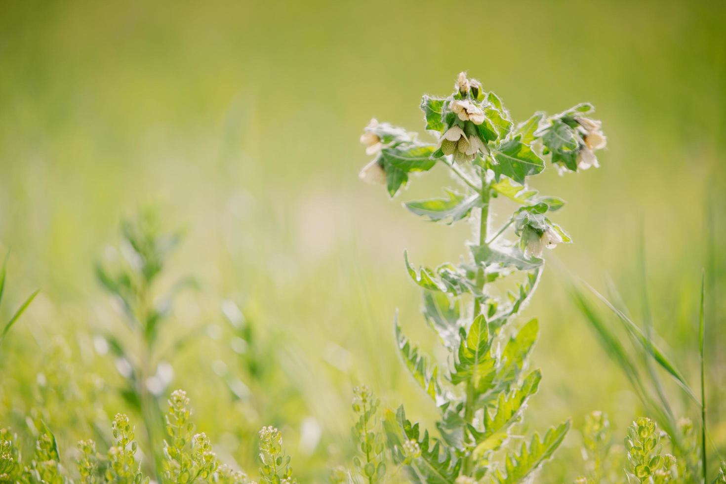 Weed with bud photo