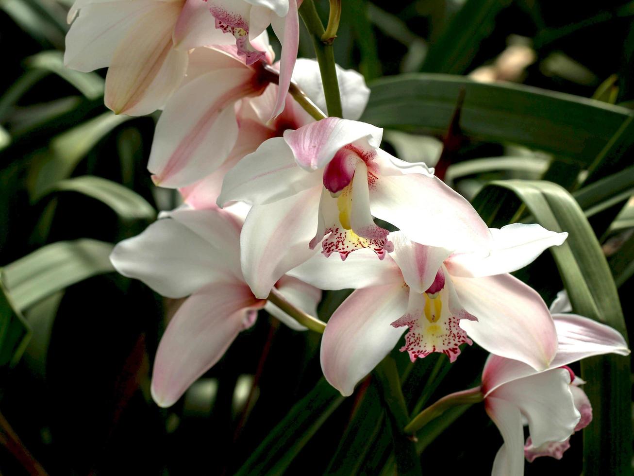 White and pink flower photo