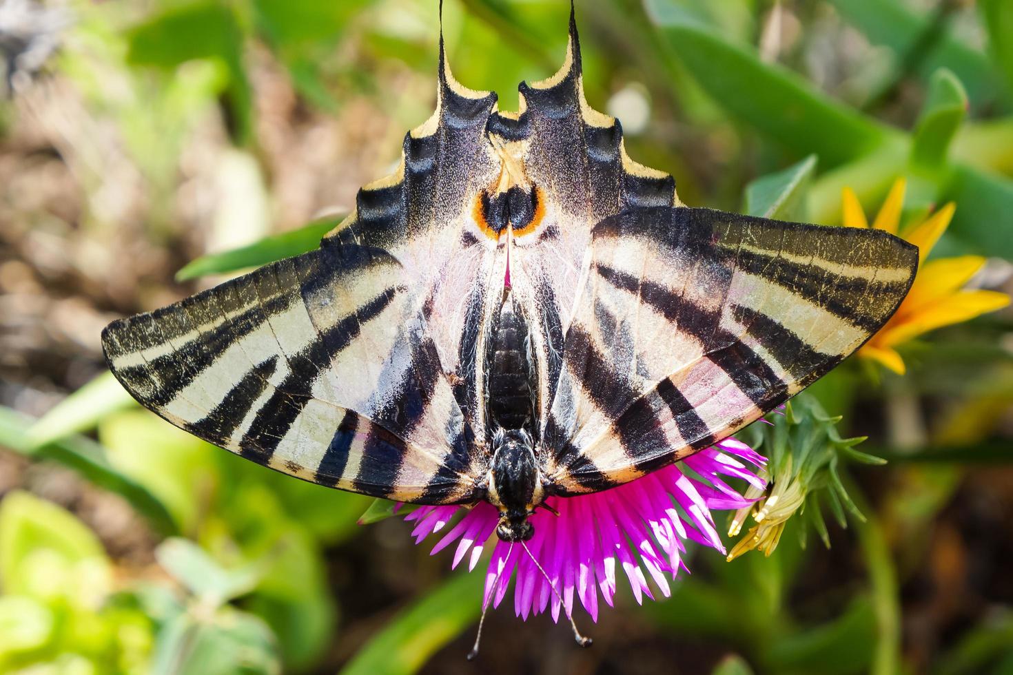 mariposa cola de golondrina en una flor foto