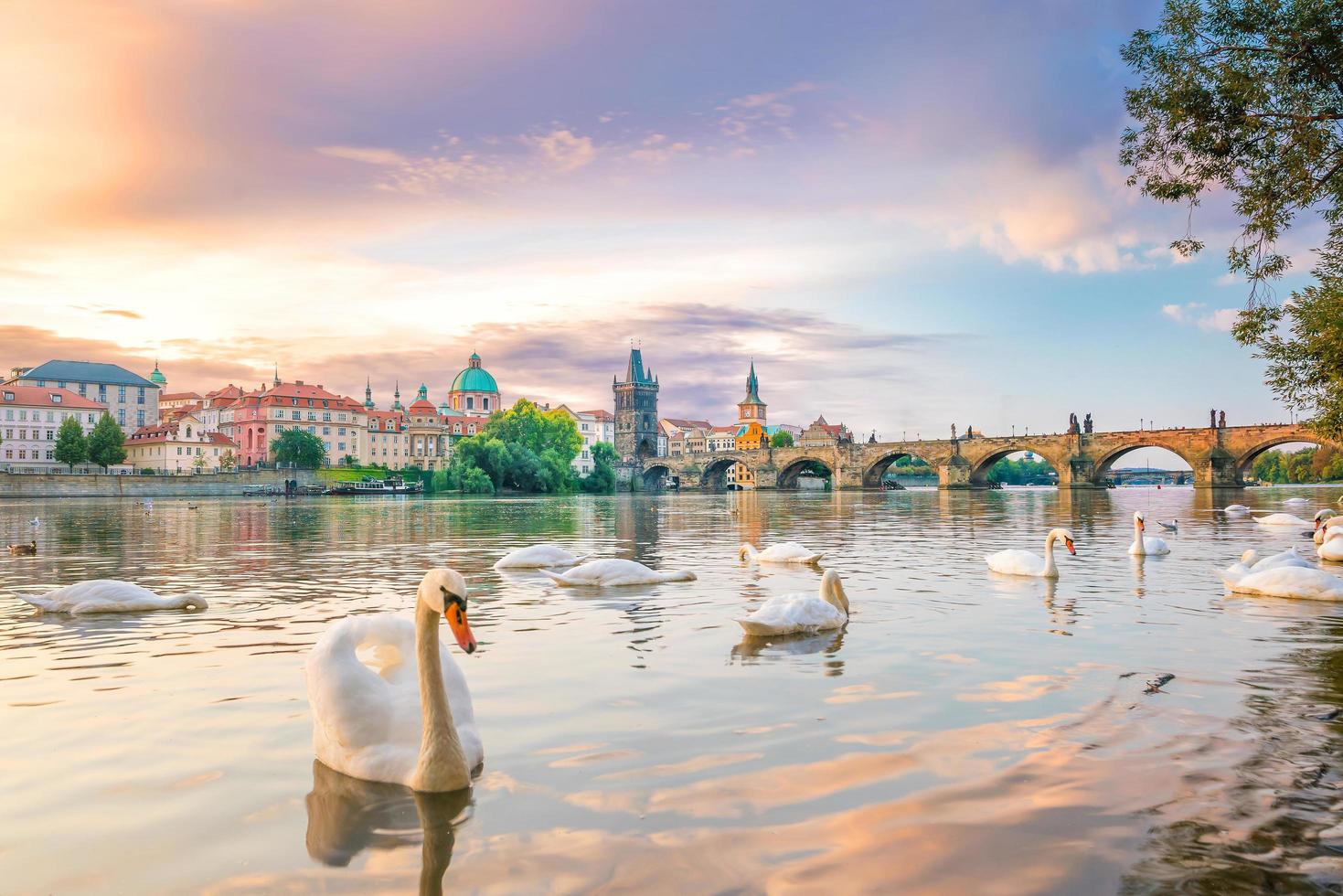 cisnes cerca del puente de carlos foto