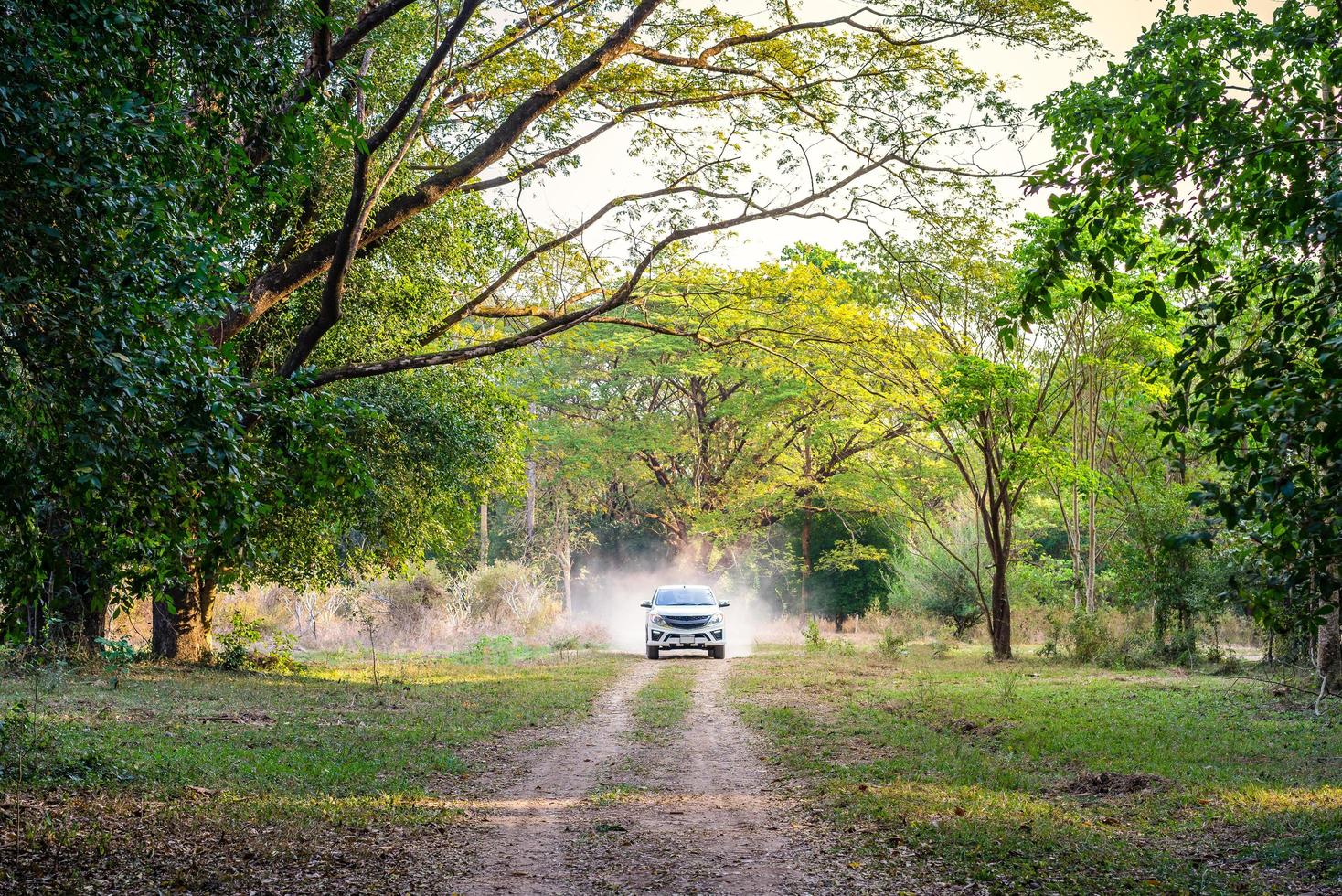 coche en camino forestal foto