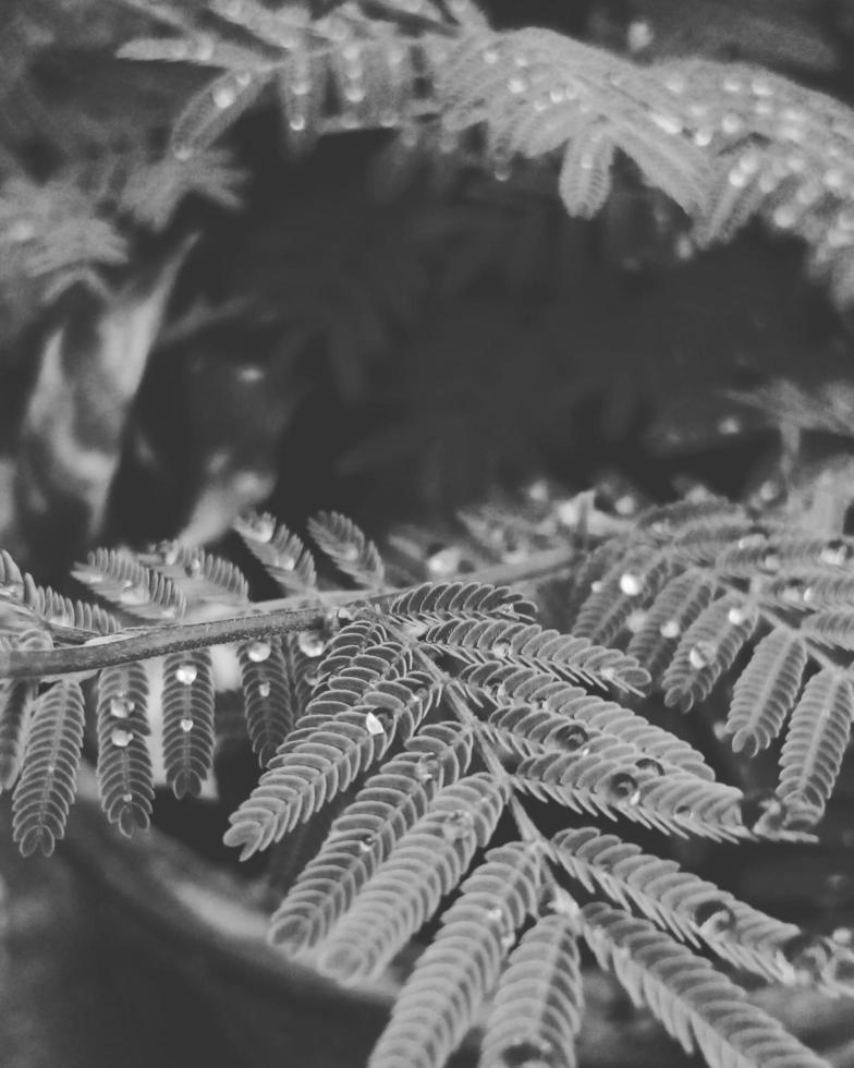 Black and white fern photo