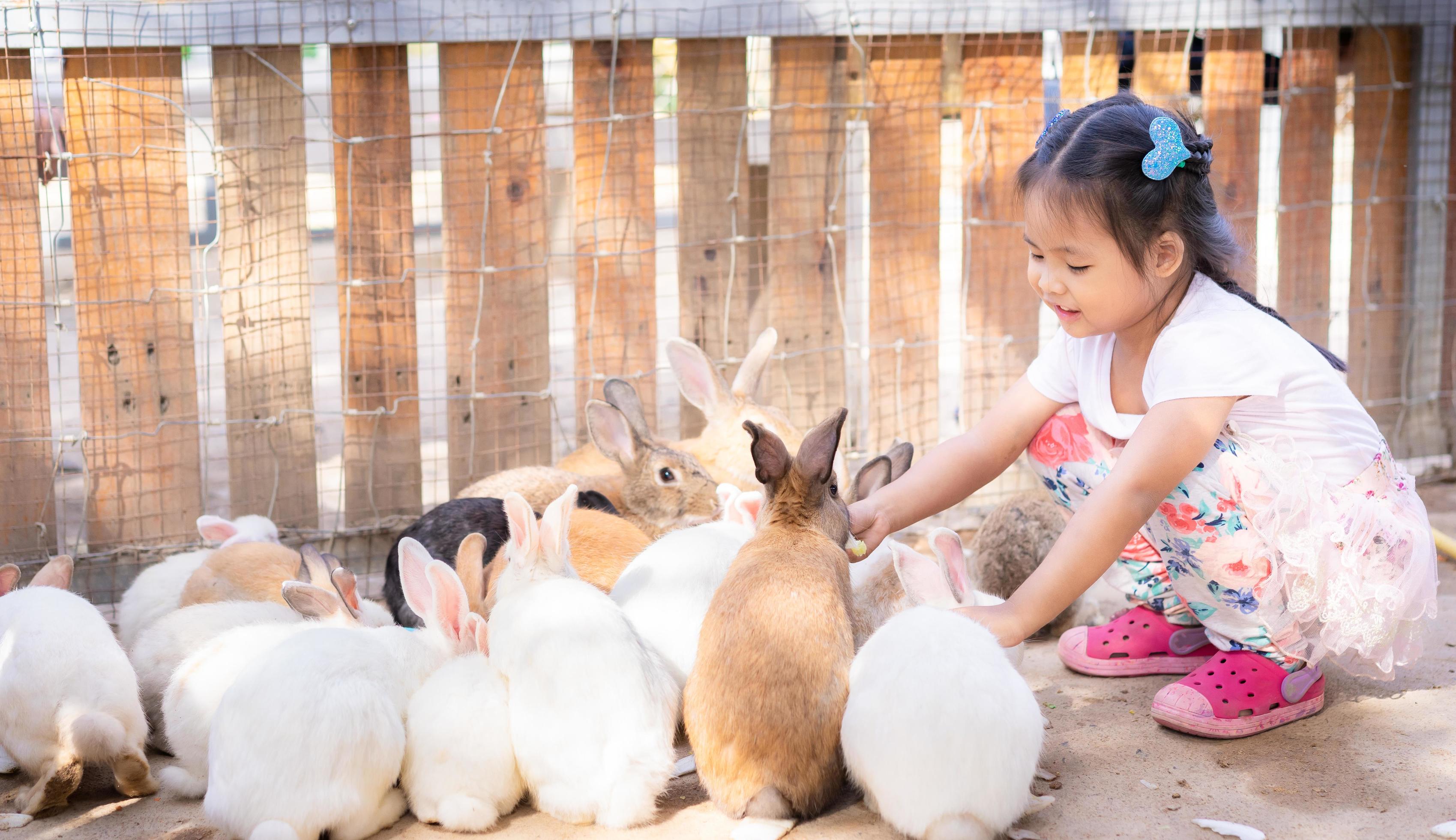 Little girl feeding rabbits 1310092 Stock Photo at Vecteezy