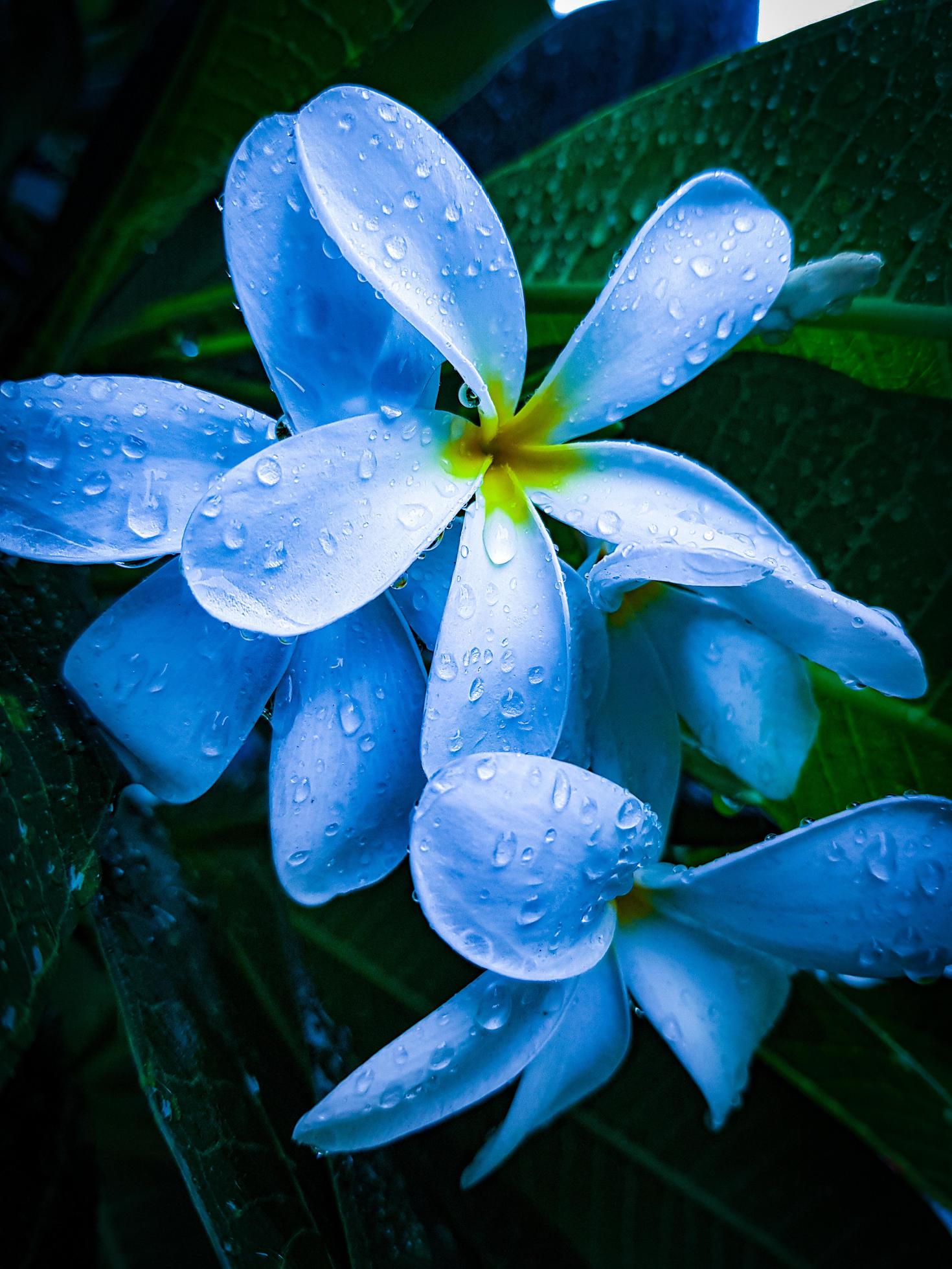 White plumeria flower 1310107 Stock Photo at Vecteezy