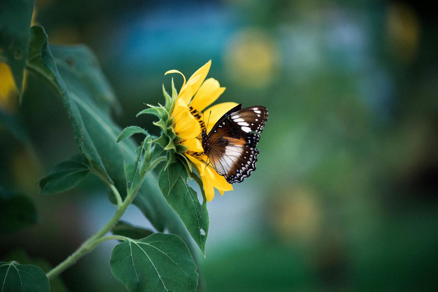 Butterfly on sunflower photo