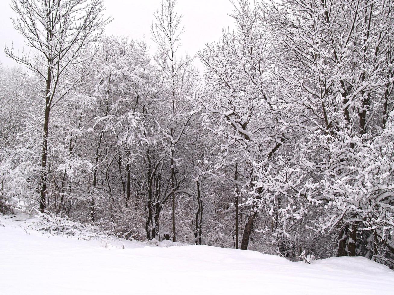 Trees and field covered in snow photo