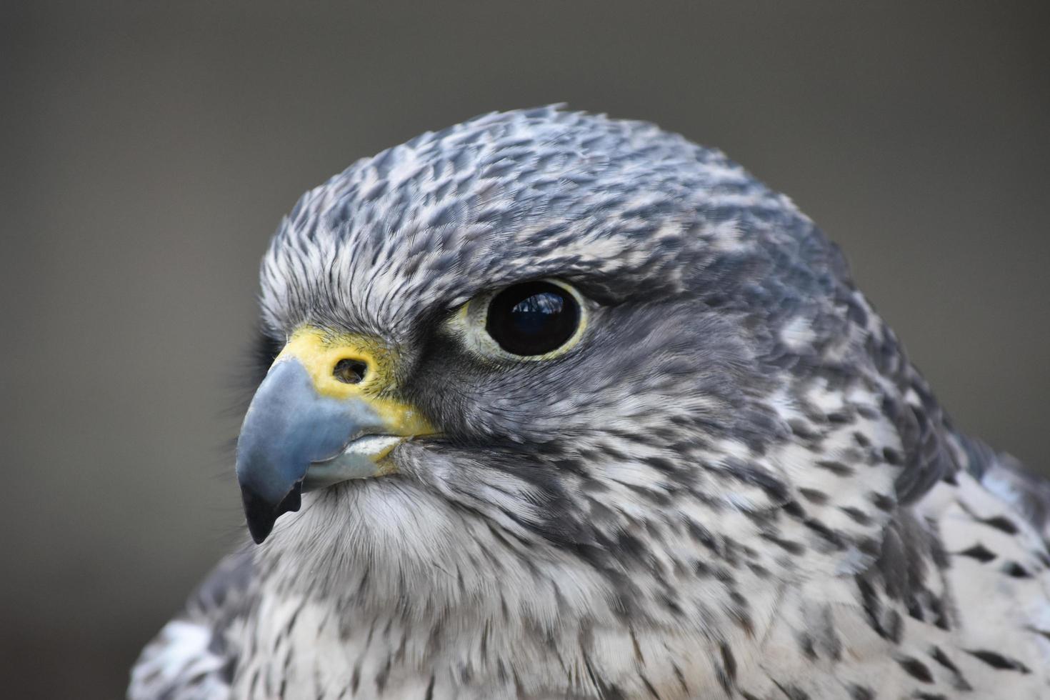 Falcon up close photo