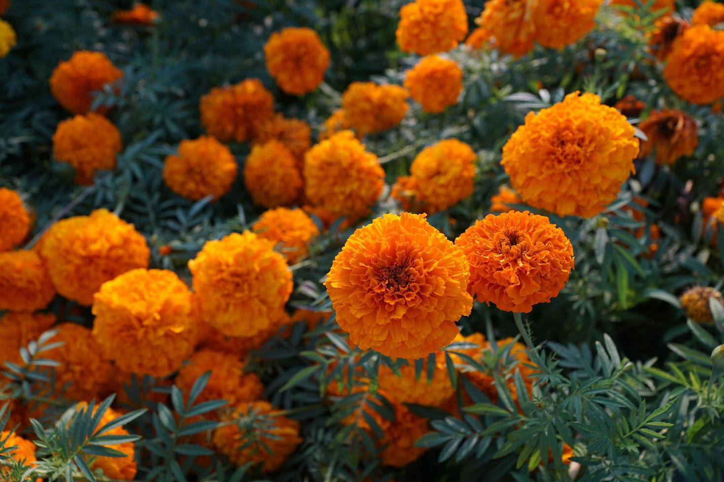 Orange marigolds in summer photo