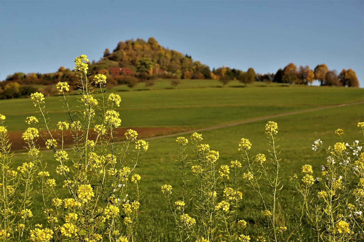 paisaje de verano en tuttlingen en alemania foto