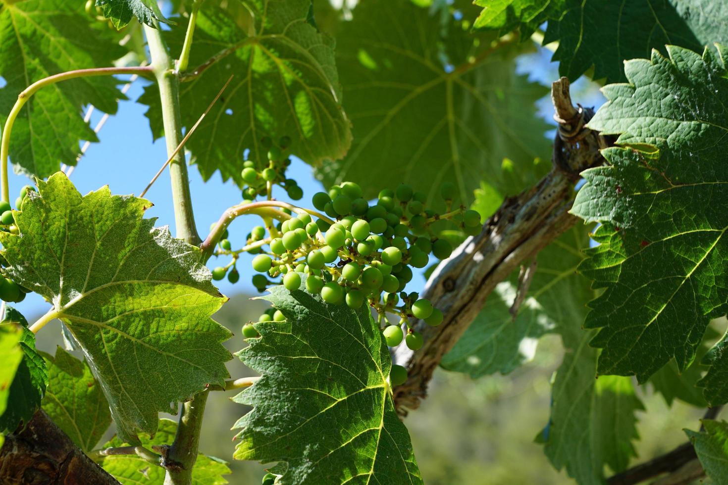 uvas al sol foto