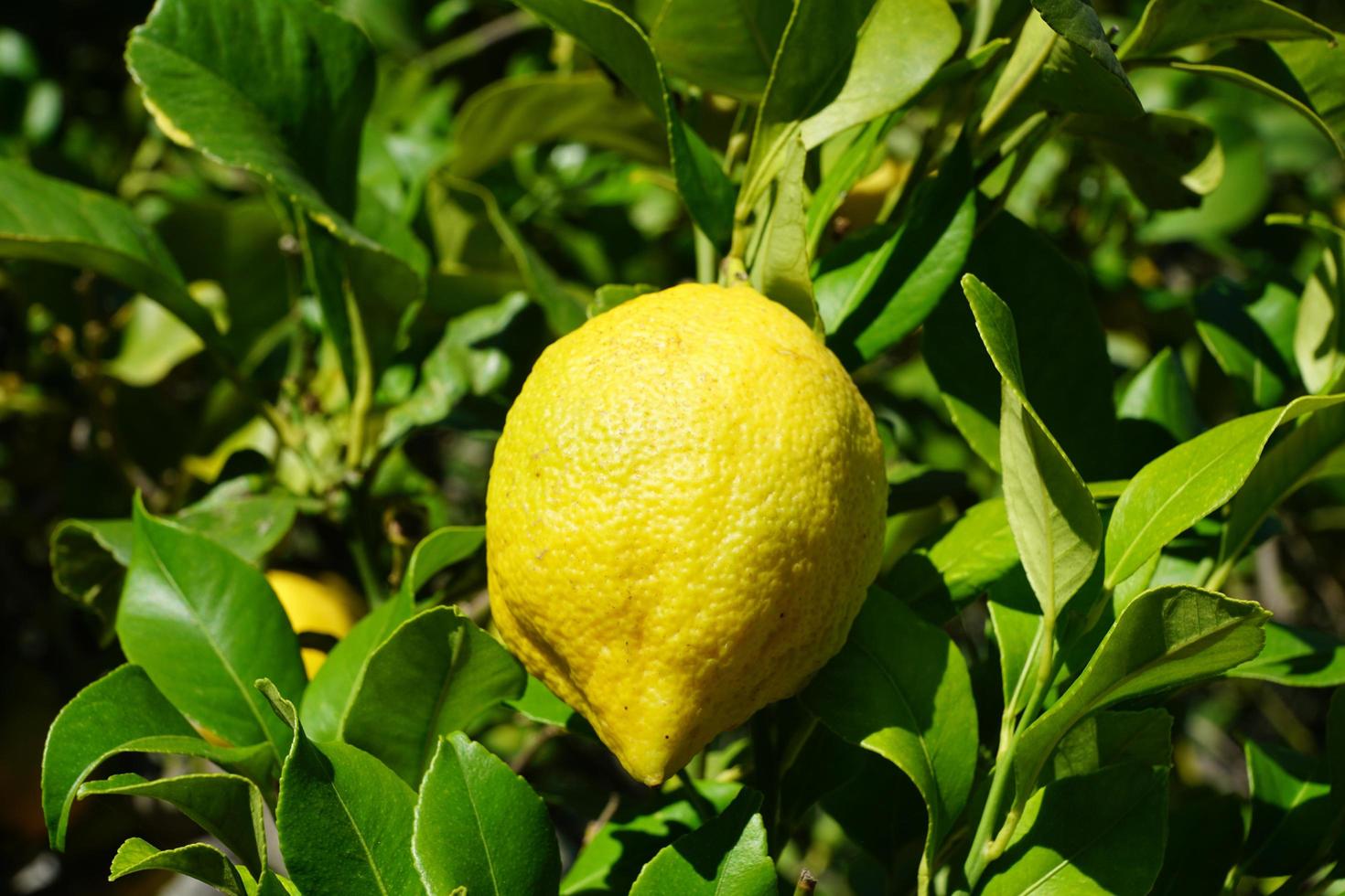 Lemon on the lemon tree photo