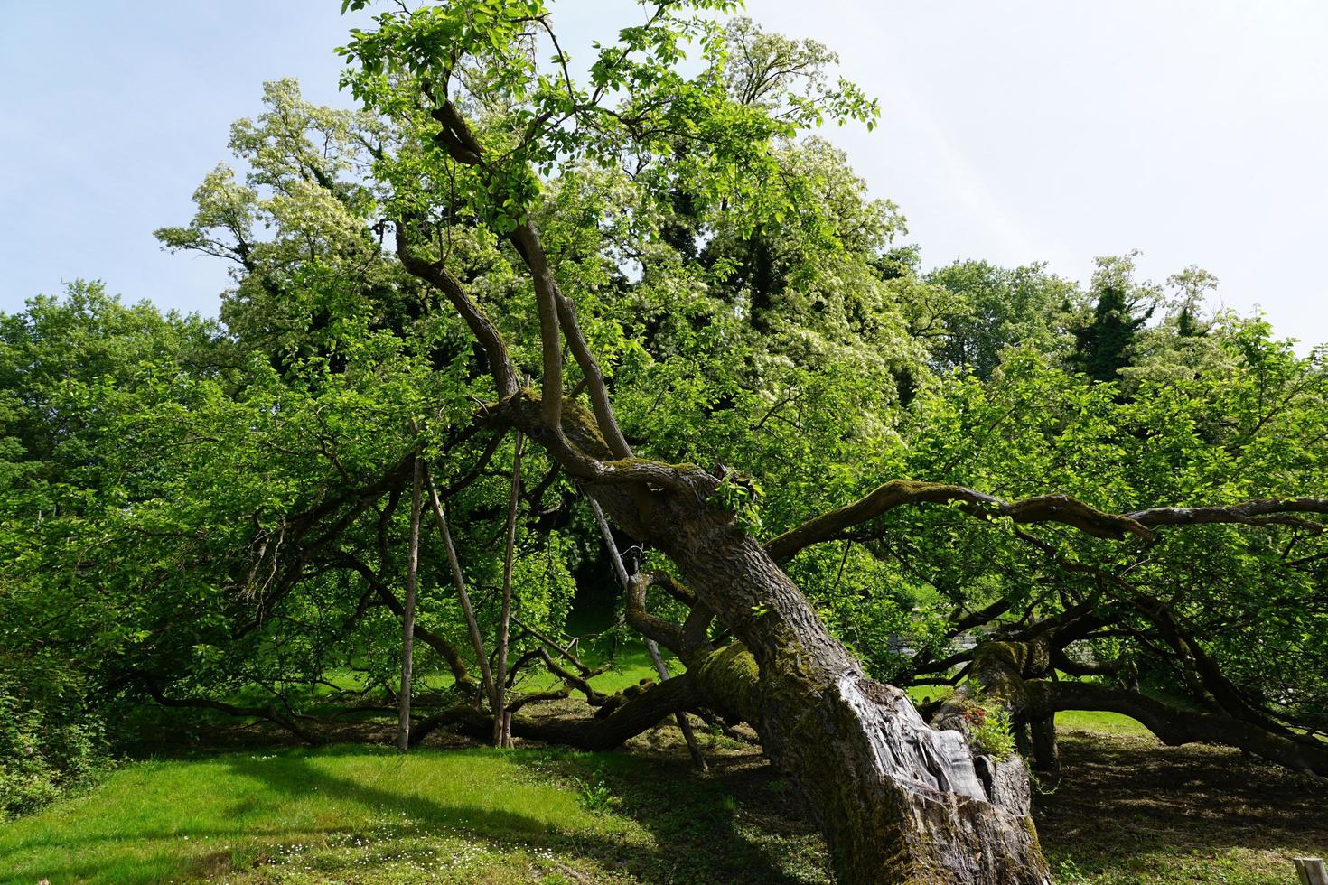 Large old tree photo