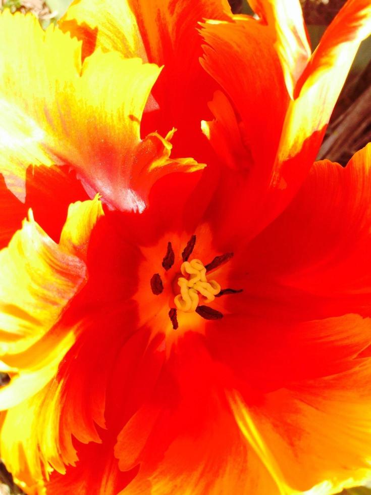 Close-up of a tulip photo