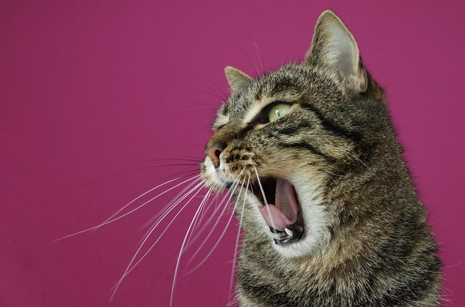 Portrait of a yawning cat photo
