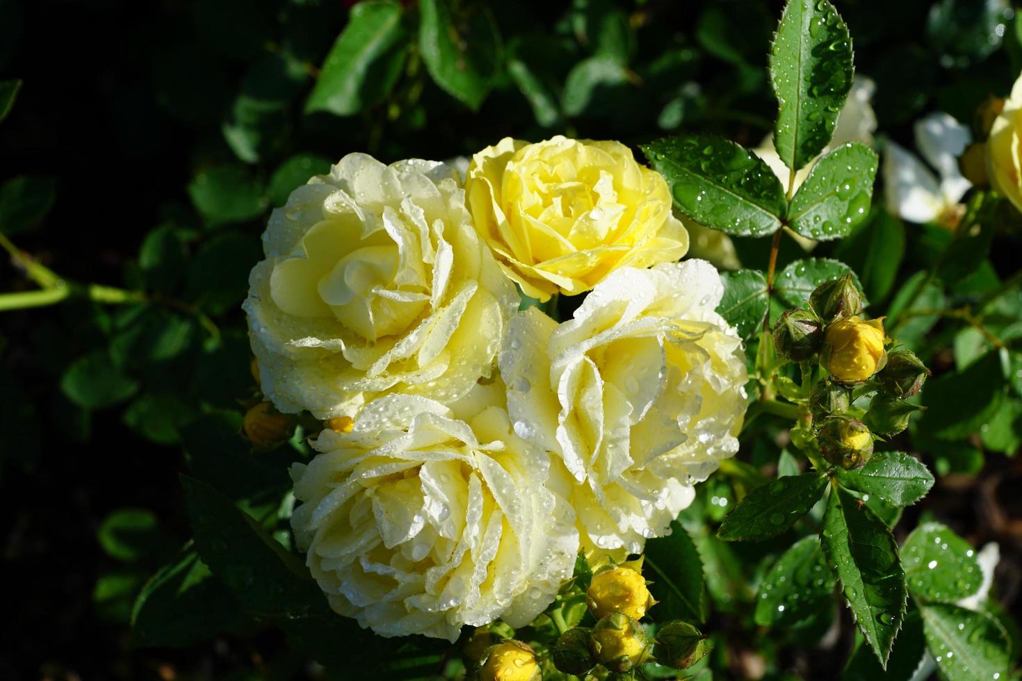 rosas amarillas en el parque foto