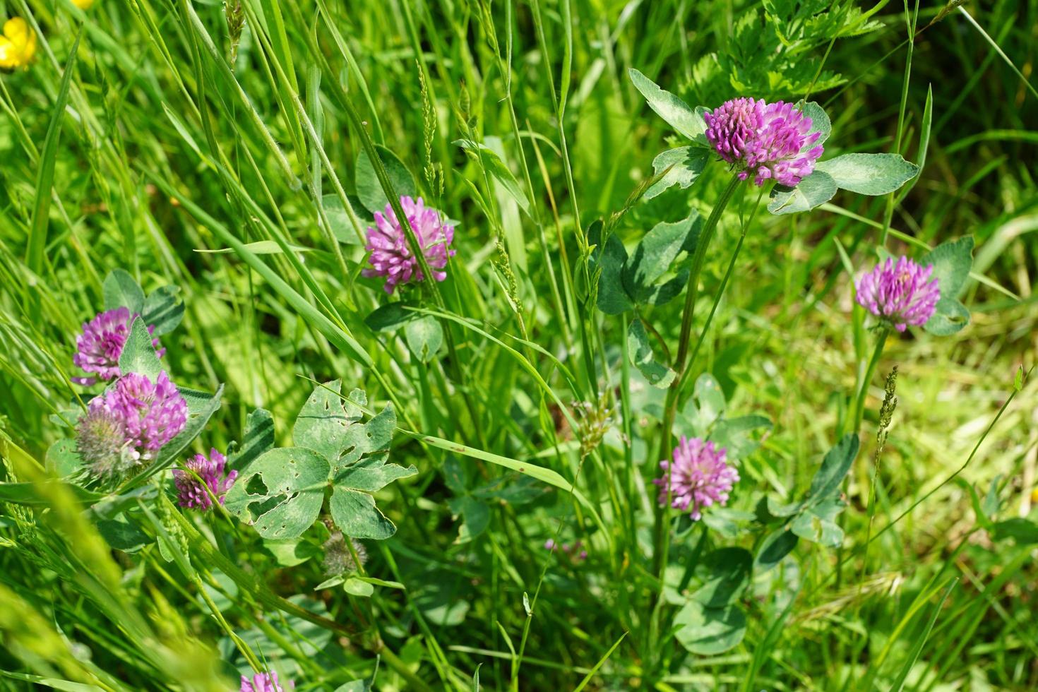 Clovers on the field photo