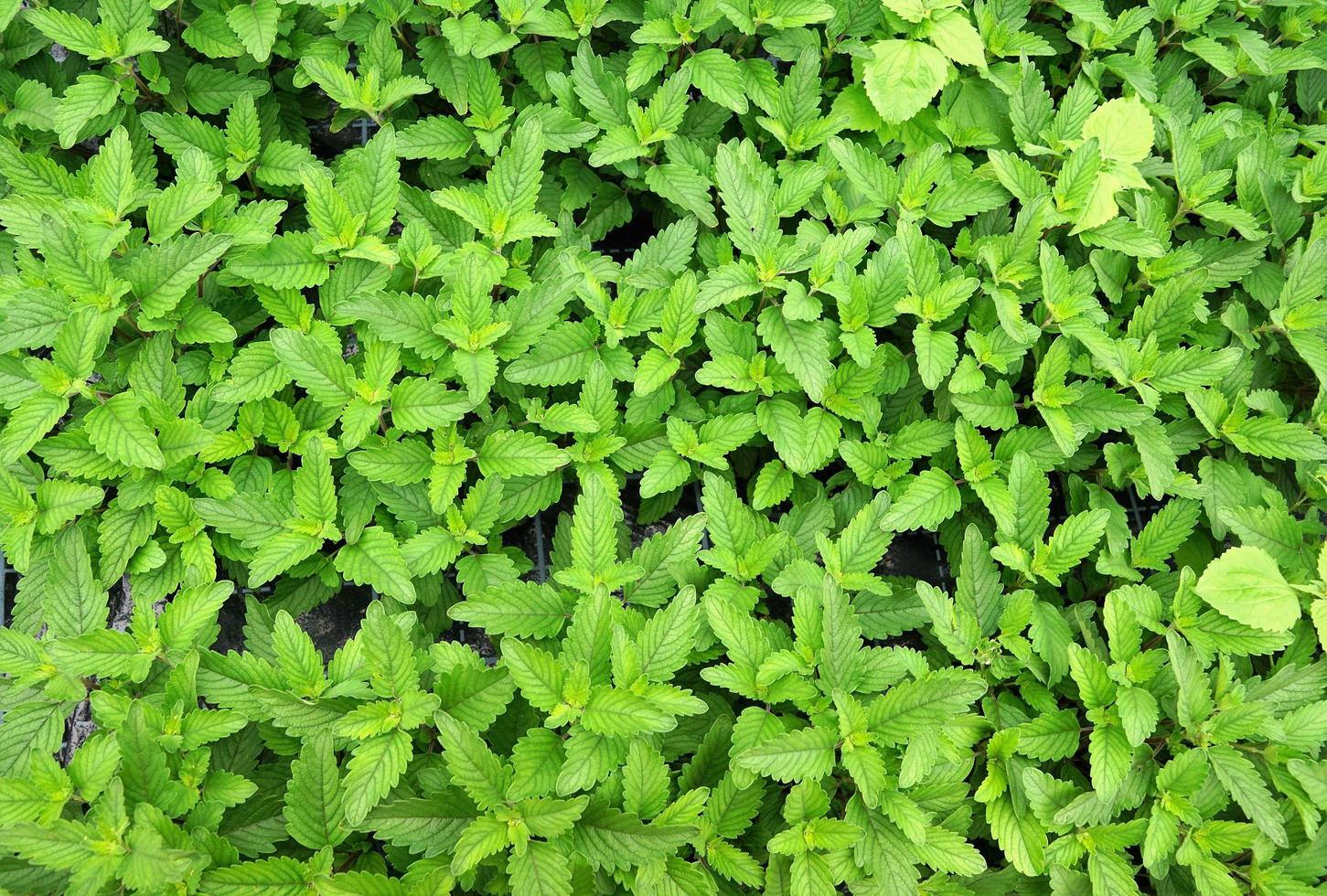 Fresh mint leaves photo