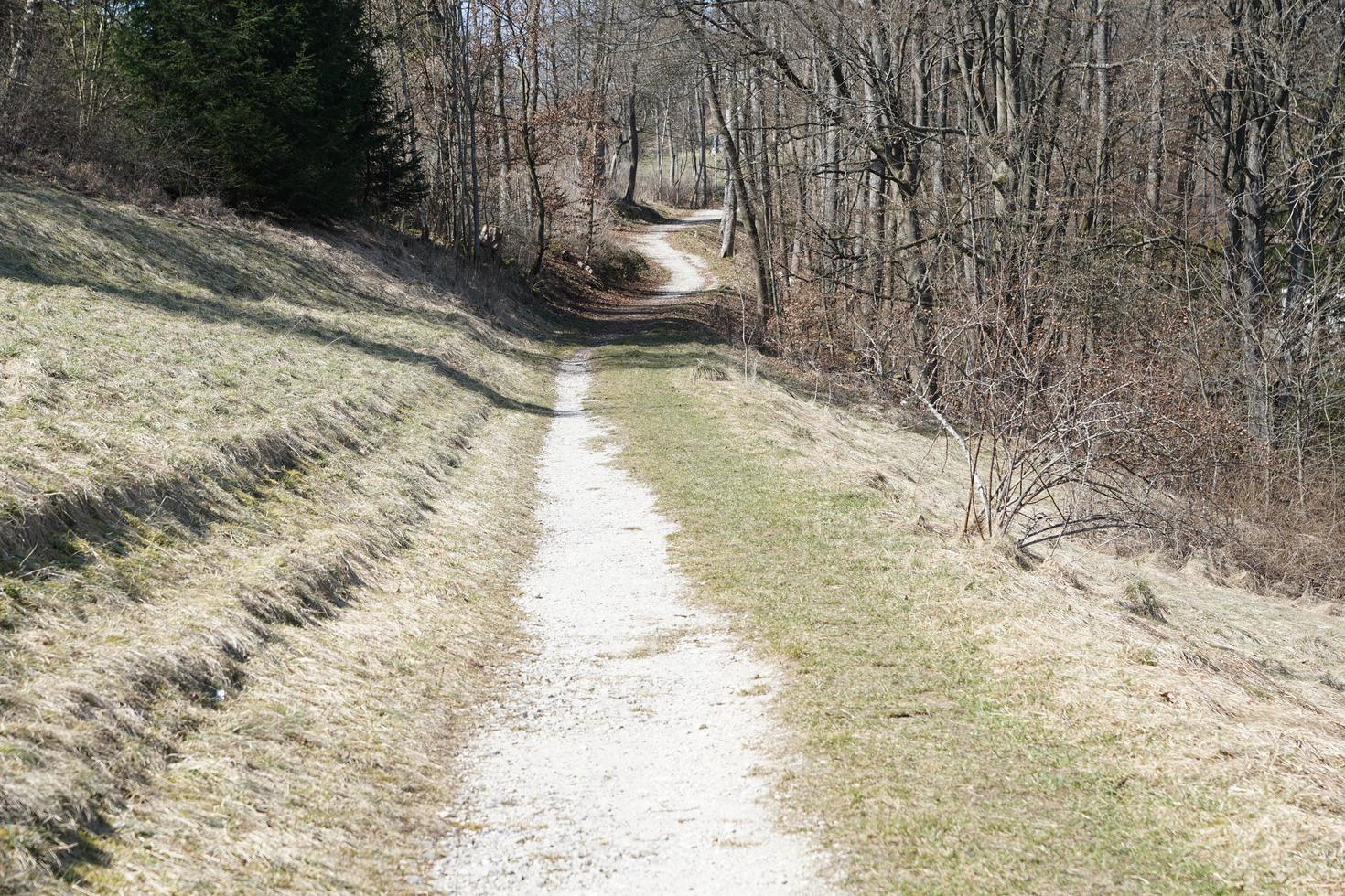 Forest on the Honing mountain photo