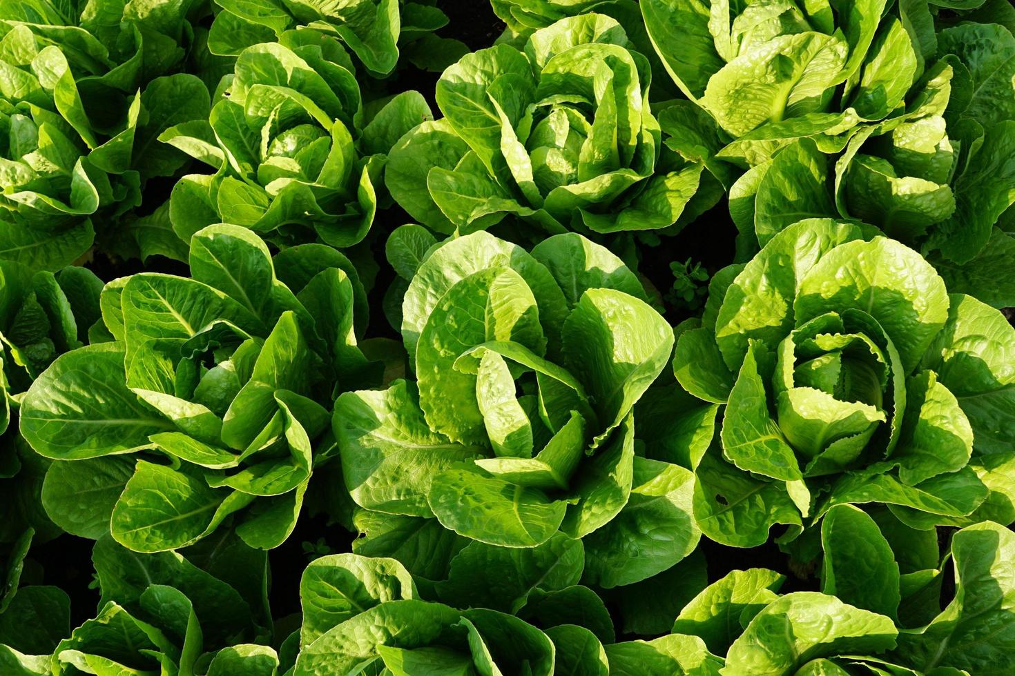 Fresh green salads photo