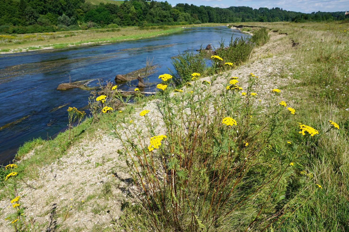 River Danube in Germany photo