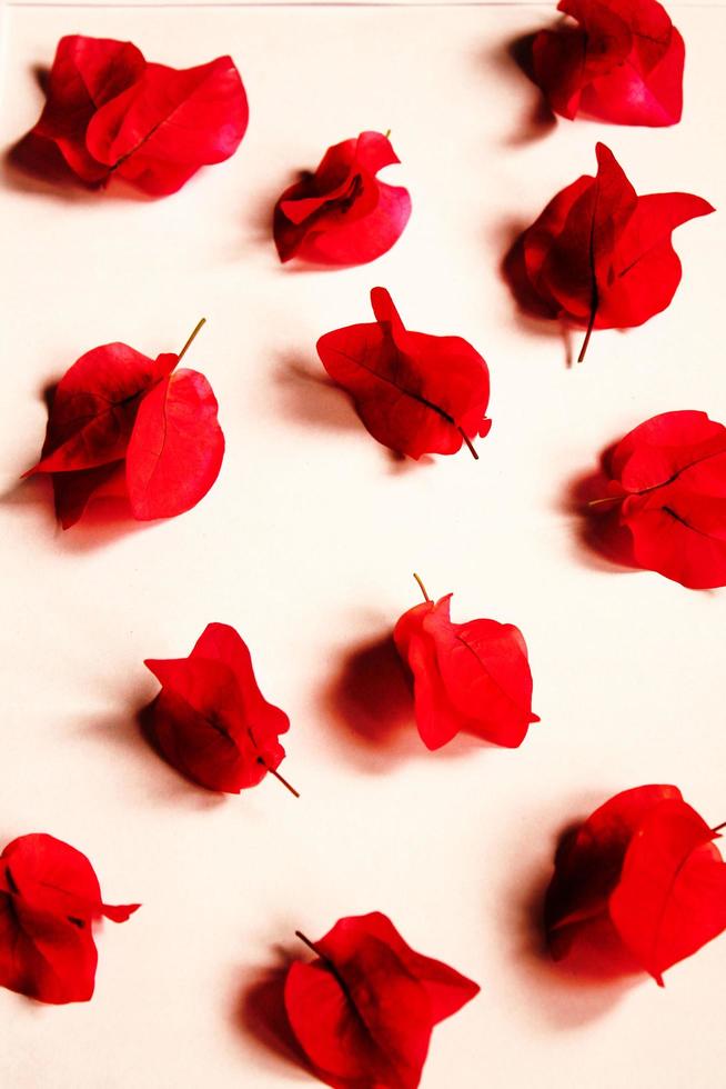flores de pétalos rojos foto