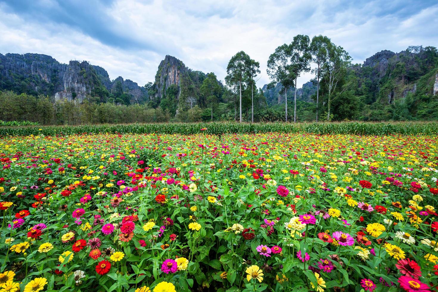 Field of colorful zinnia flowers photo