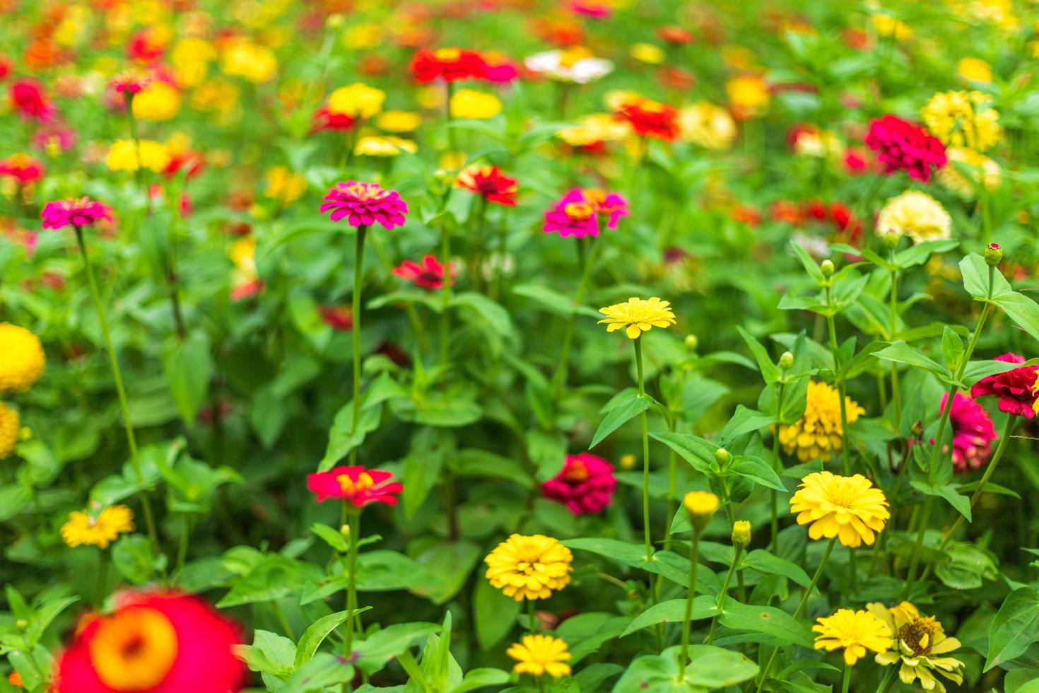 Close-up of colorful zinnias photo