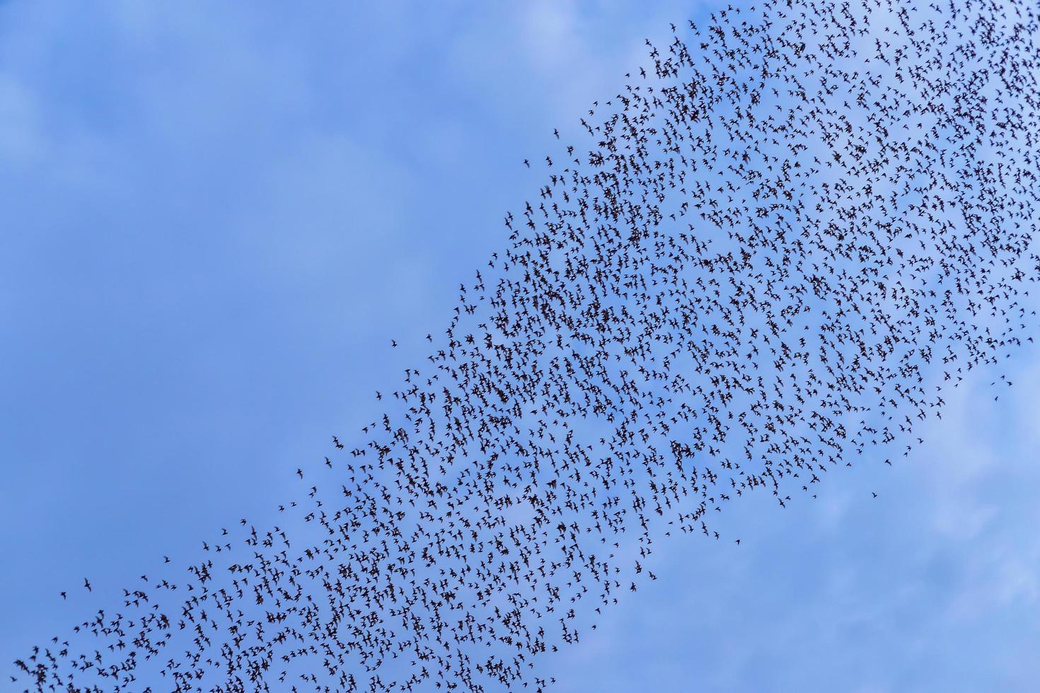 murciélagos volando en un cielo azul foto