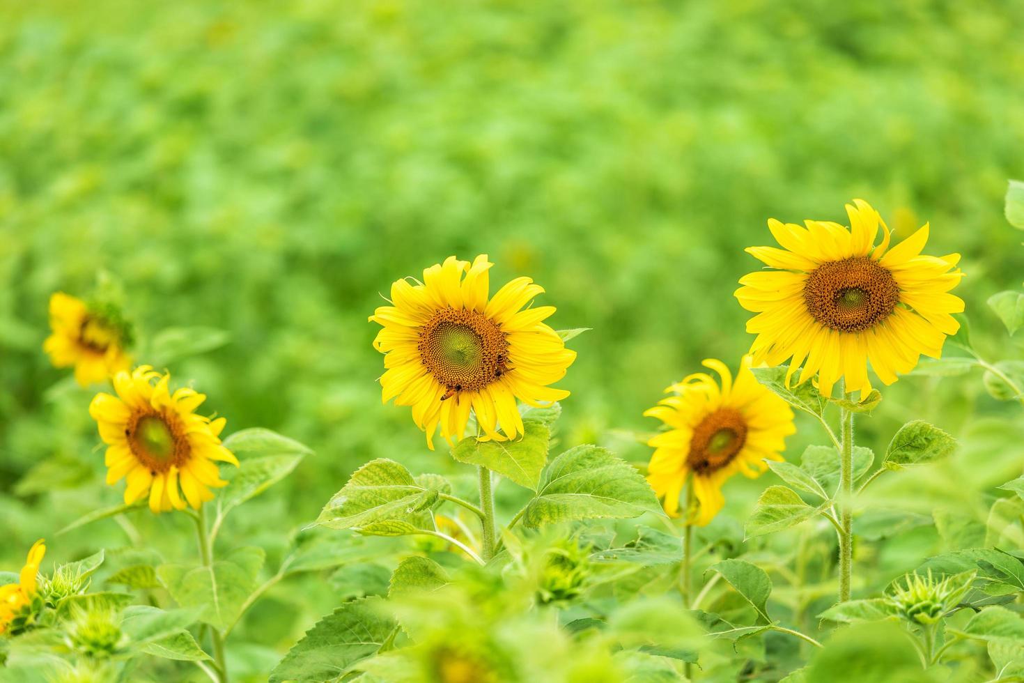 Sunflowers in a green field photo