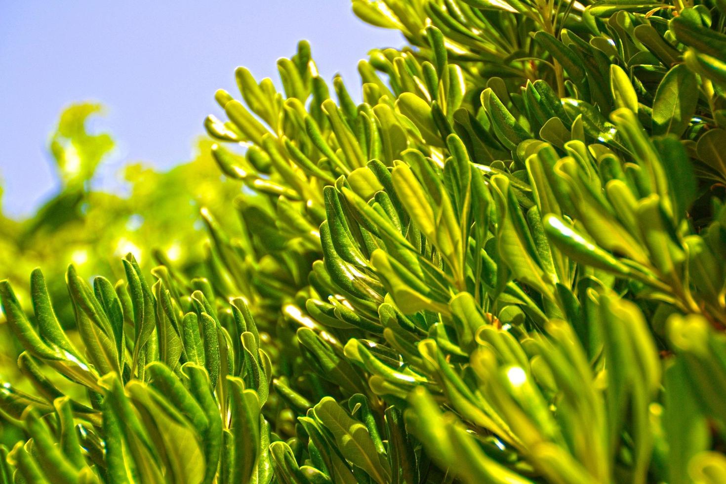 Olive tree leaves photo