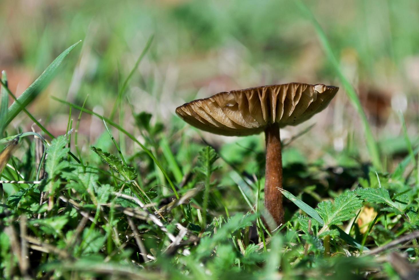 Wild fungus in grass photo
