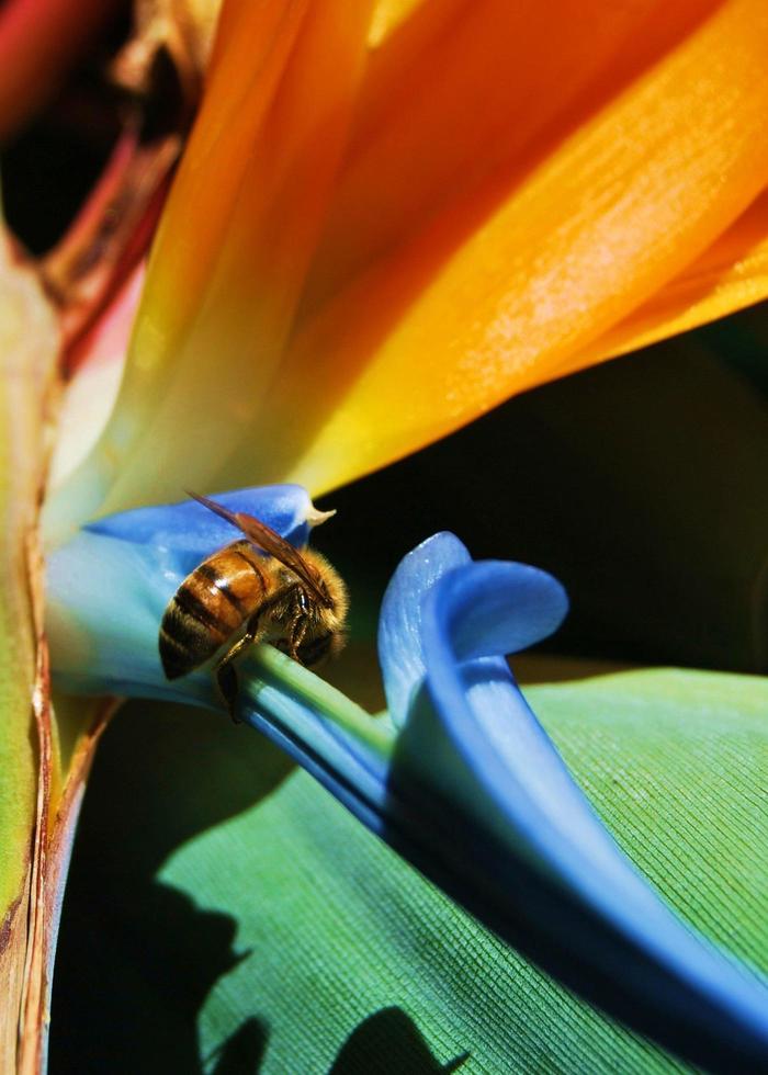 Honeybee on bird of paradise photo