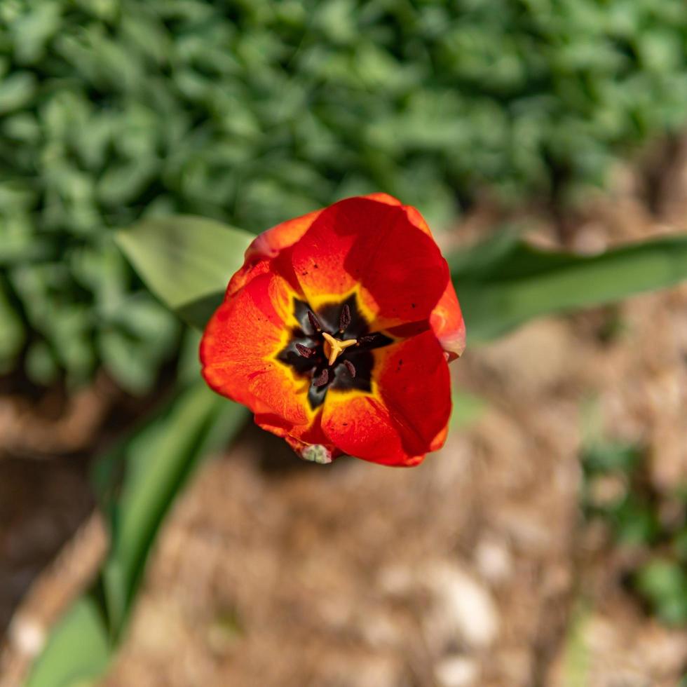 Red tulip overhead view photo