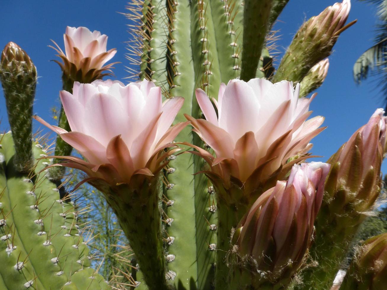 Pink cactus blooms photo