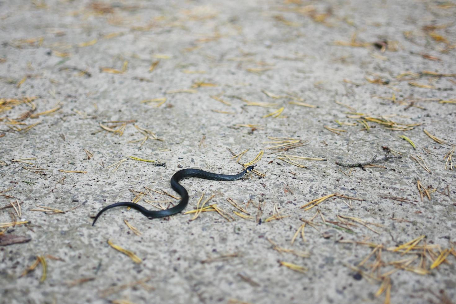 Little grass snake photo