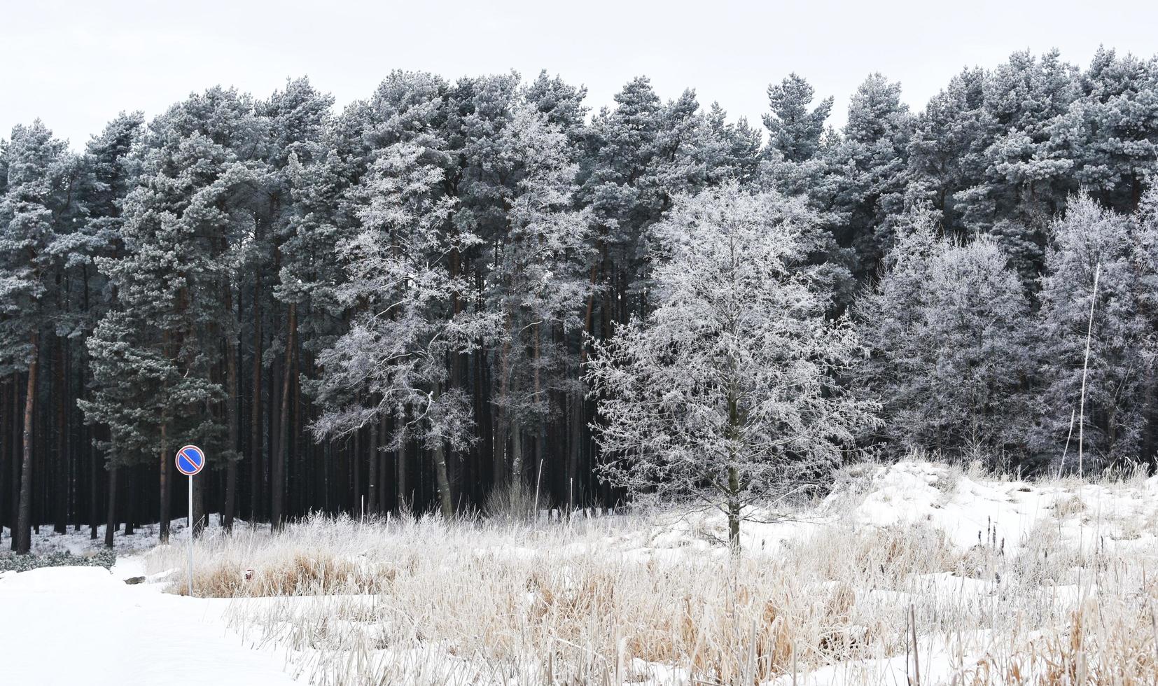 Wintry forest scene photo