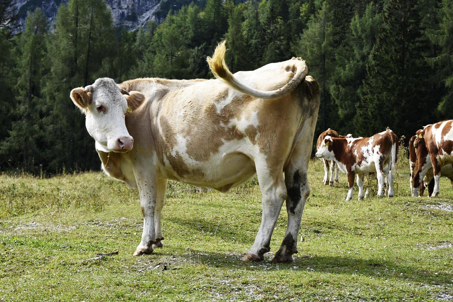 Wild Slovenia cows photo