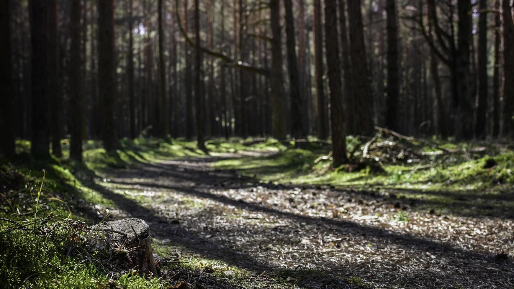 Pathway through the forest photo