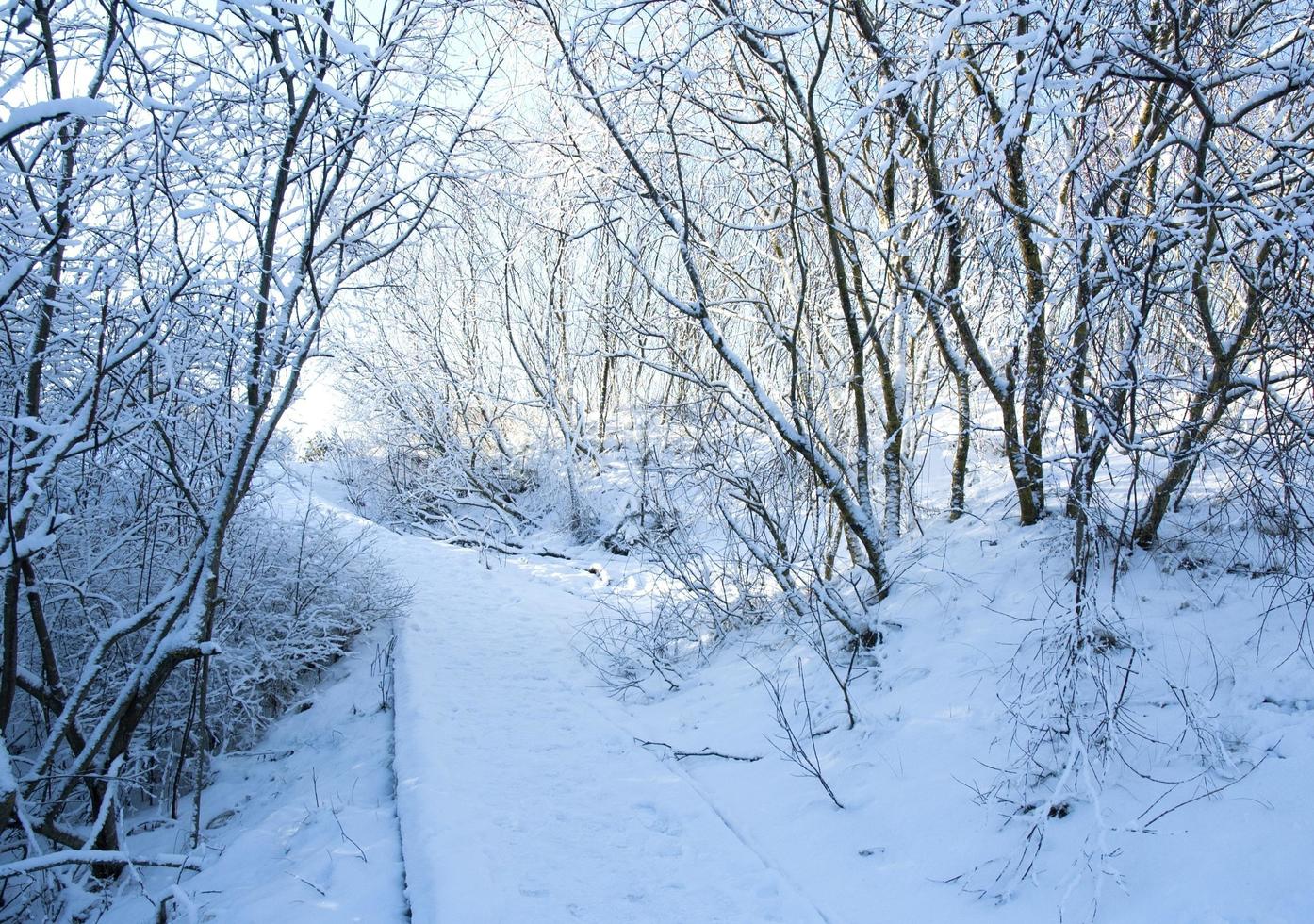 un camino de nieve invernal foto