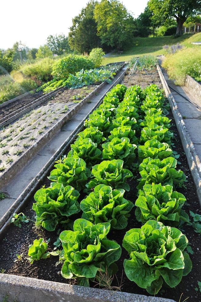 Salads in the garden photo