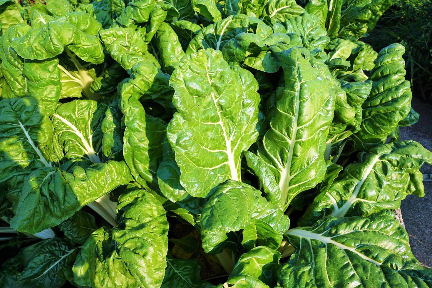 ensaladas en el jardín foto