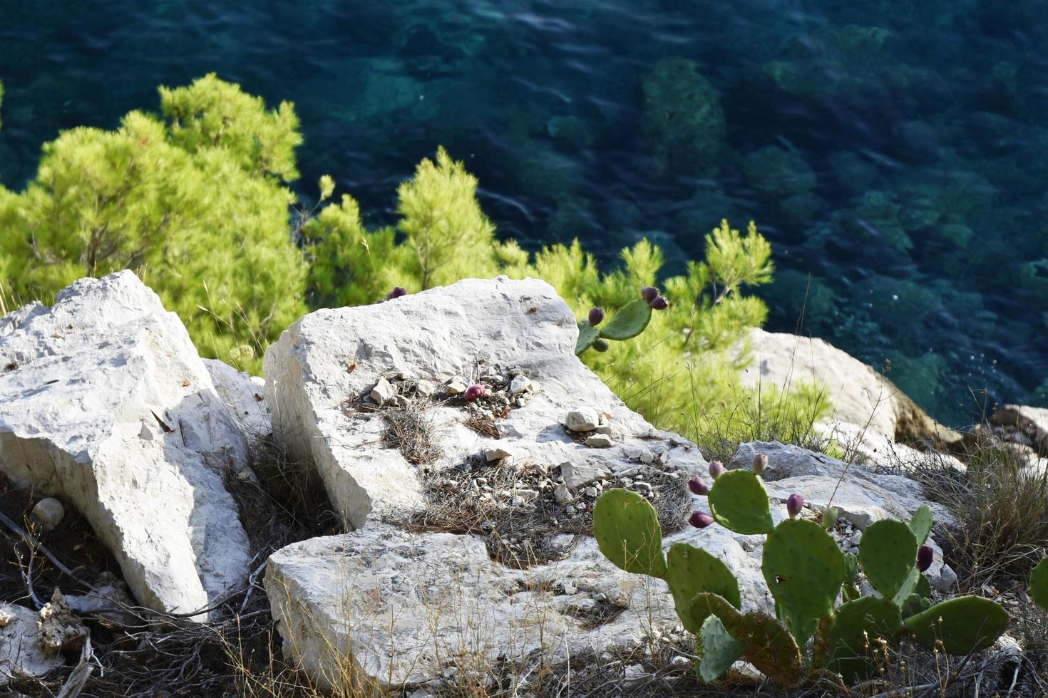 Cactus near stones and greenery photo