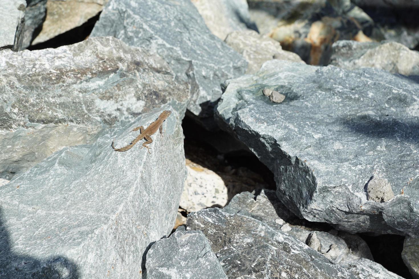 lagarto en la roca foto