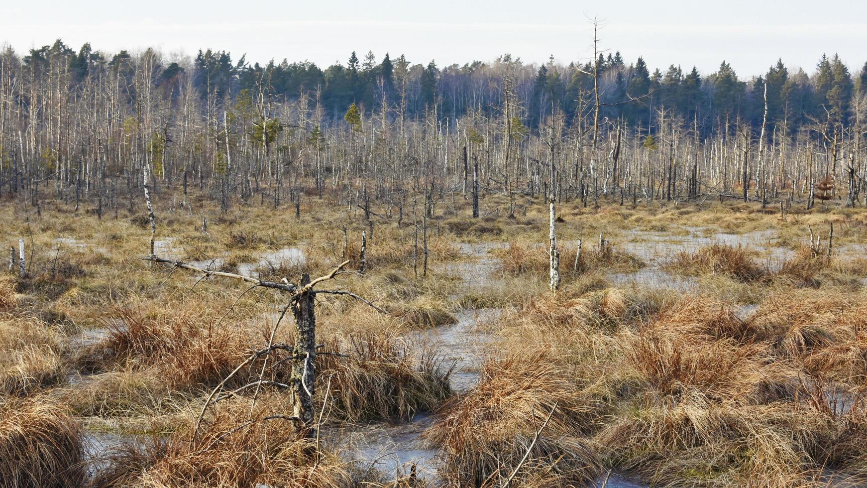 Swamp near trees in the forest photo