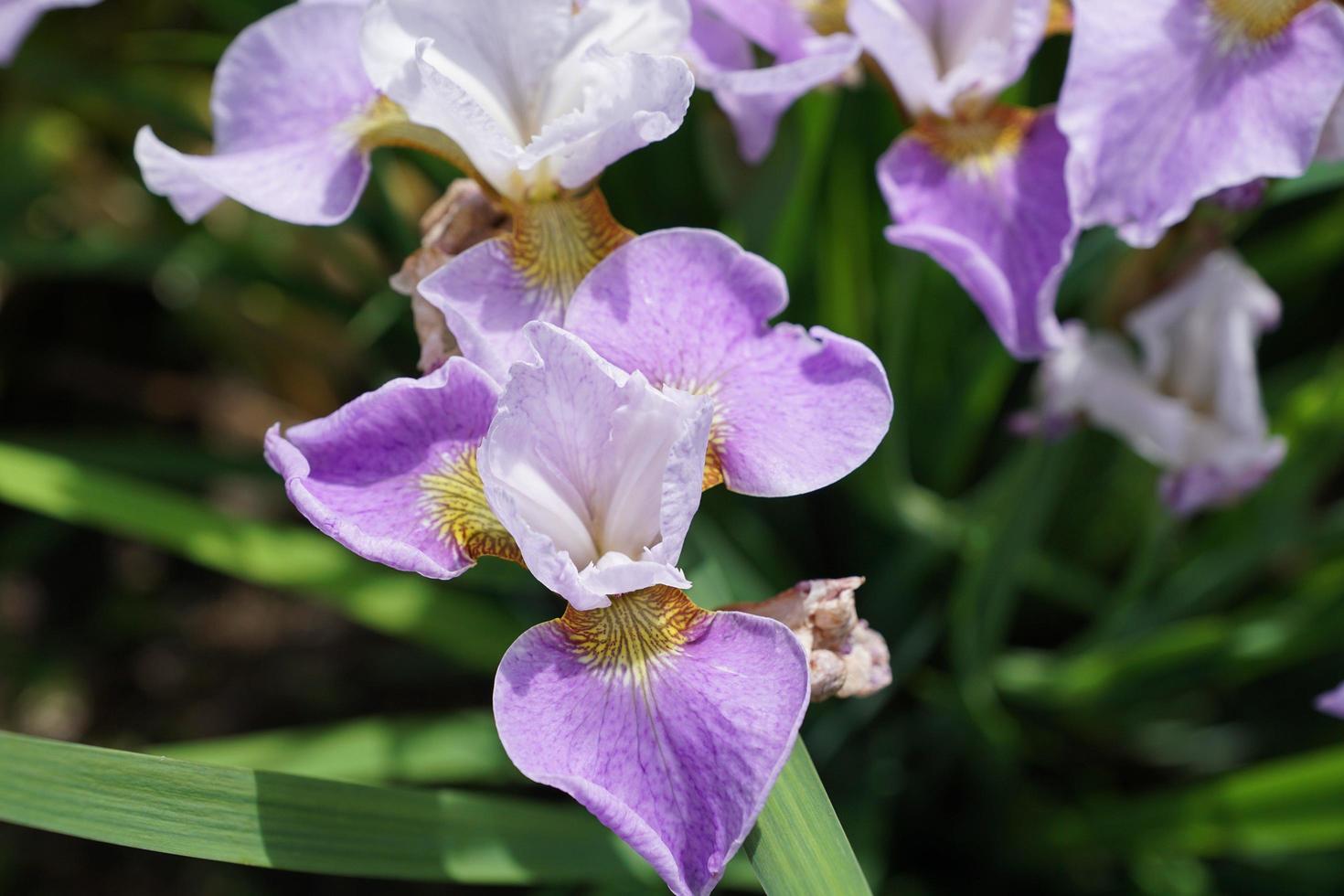 iris morado y blanco foto