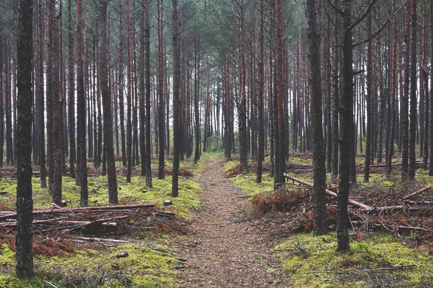 bosque de otoño arbolado foto