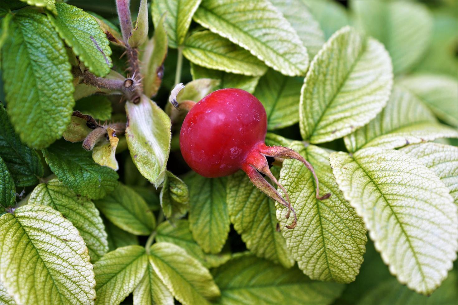 Red rose hip photo